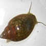 Physa_acuta_001