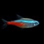 goluboj_neon