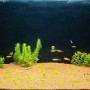 perezapusk-akvariuma