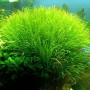 Великолепный куст японской бликсы