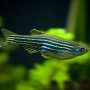 ZebraDanio1