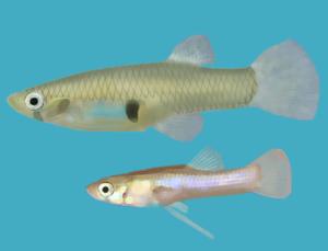 Живородящая рыбка Гамбузия